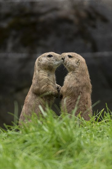 Black-tailed prairie dogs