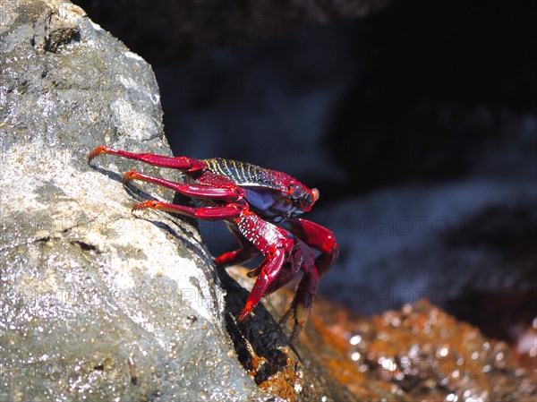 Red rock crab