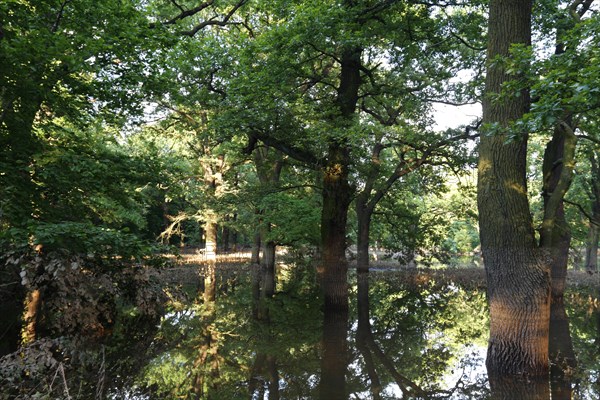 Summer floods in the alluvial forest