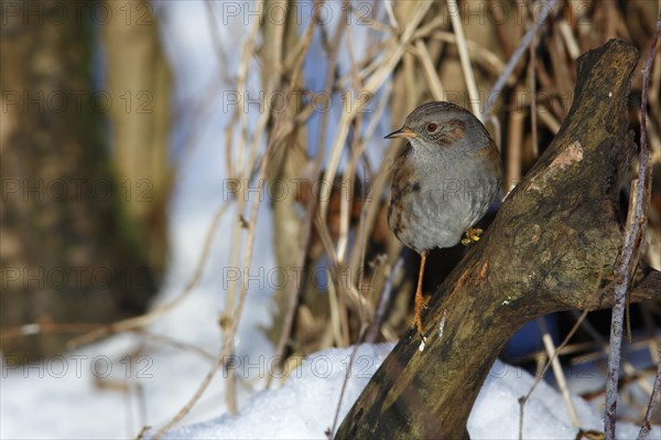 Dunnock