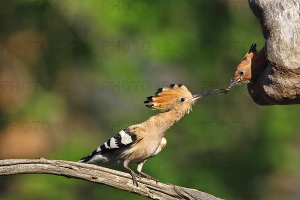 Hoopoe