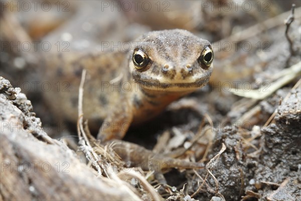 Common newt