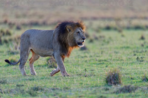 Maned lion