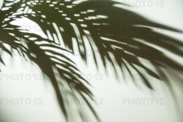 Dark shadow palm leaves background