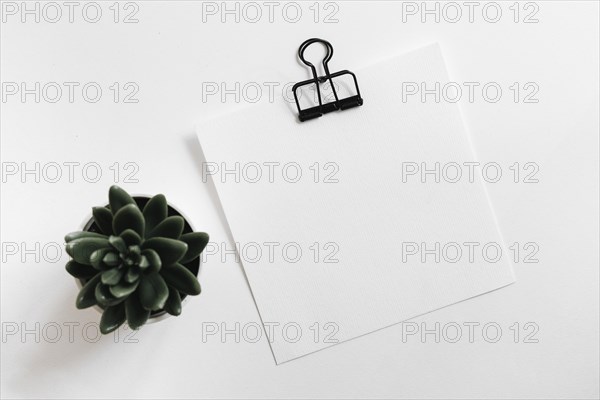 Cactus pot plant with white blank paper with paperclip white background