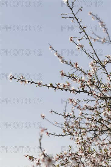 Close up trees branches with blooming flowers 3