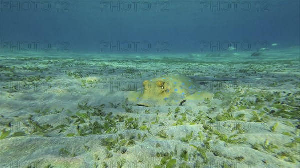 Stingray searches for food at the bottom on sunny day. Blue spotted Stingray or Bluespotted Ribbontail Ray