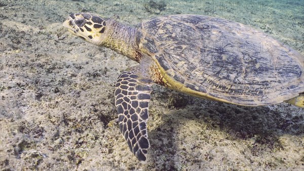 Hawksbill Sea Turtle