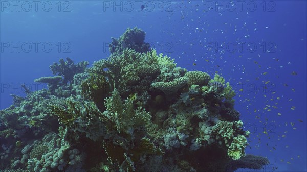 Beautiful tropical coral reef in coral garden in blue deep sea colorful fish swims around reefs