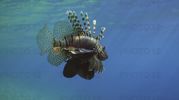 Common Lionfish or Red Lionfish