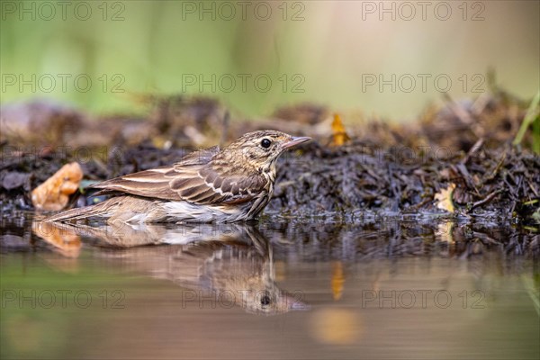 Tree Pipit