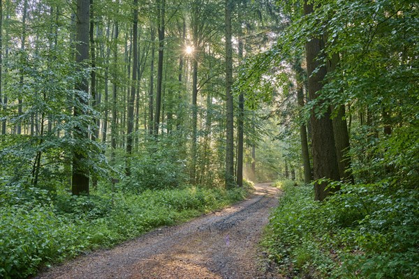 Forest path