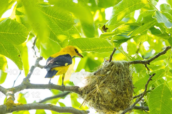 Eurasian golden oriole