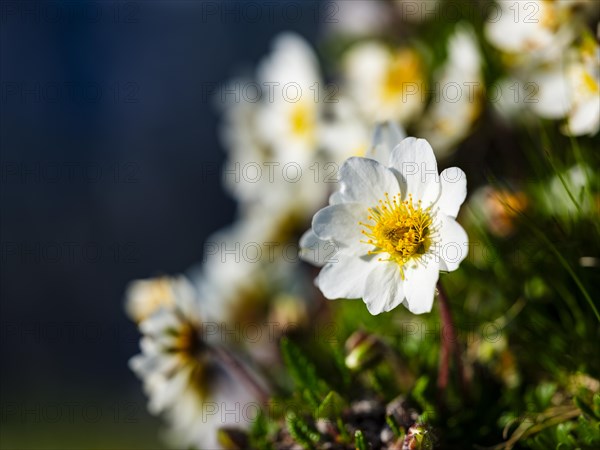 White dryad