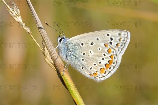 Common blue butterfly