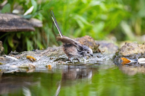 Long-tailed Tit