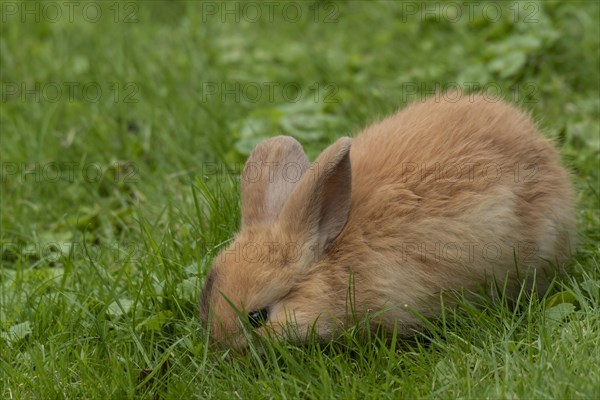 Dwarf rabbit