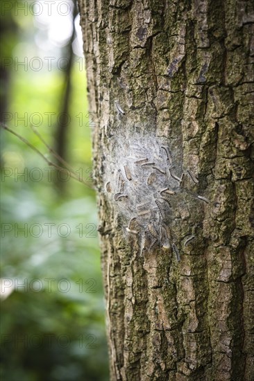 Nest of oak processionary moths on an oak tree in Duesseldorf