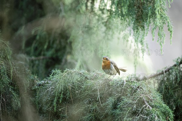 European robin