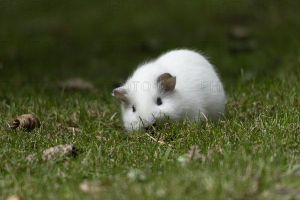 Domestic guinea pig