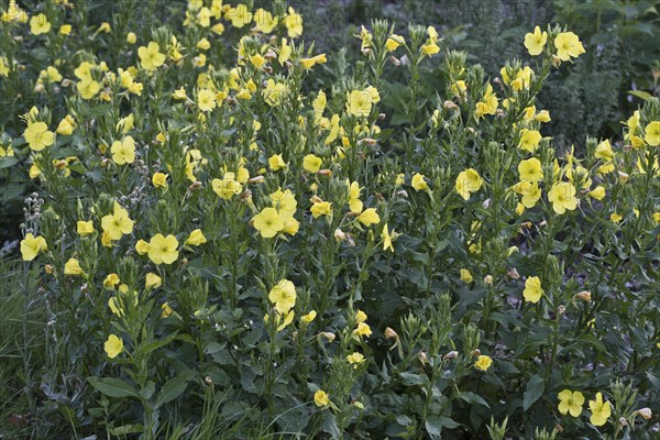 Evening primrose