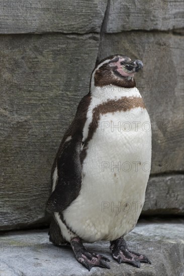 Humboldt penguin