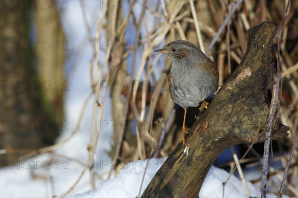 Dunnock