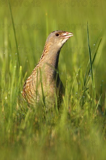 Corn crake