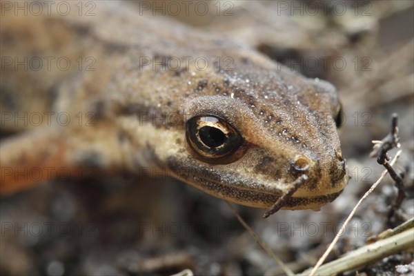 Common newt