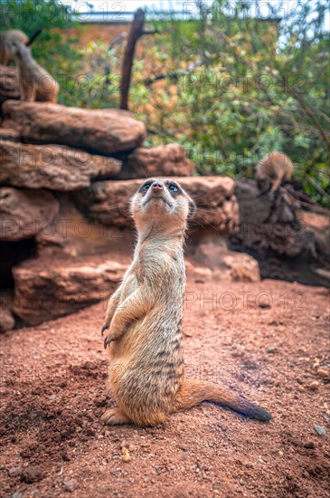 Meerkats