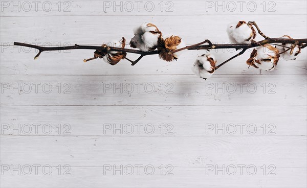 Close up ripe cotton seed pods cotton plant against wooden backdrop