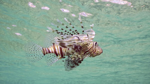 Common Lionfish or Red Lionfish