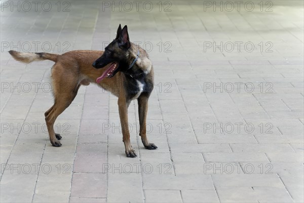 Closeup of a Belgian Shepherd Malinois dog for police work