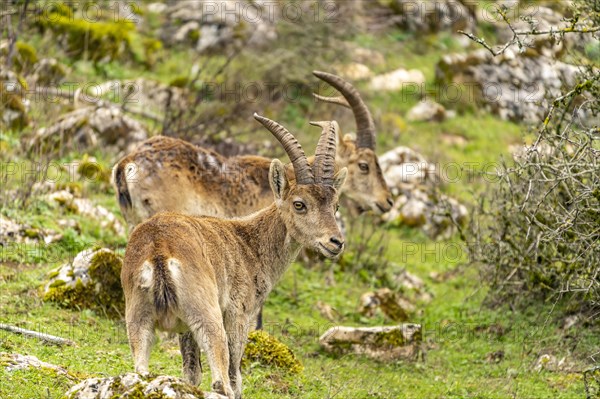 Spanish ibexes