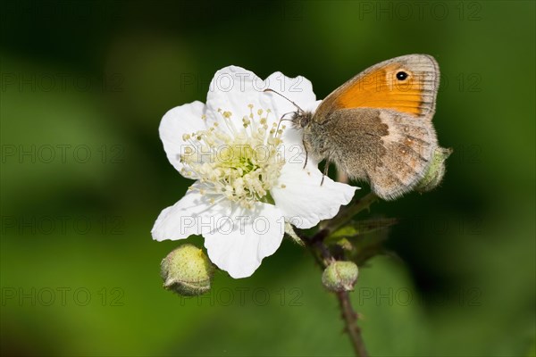 Small heath