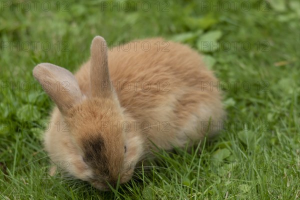 Dwarf rabbit