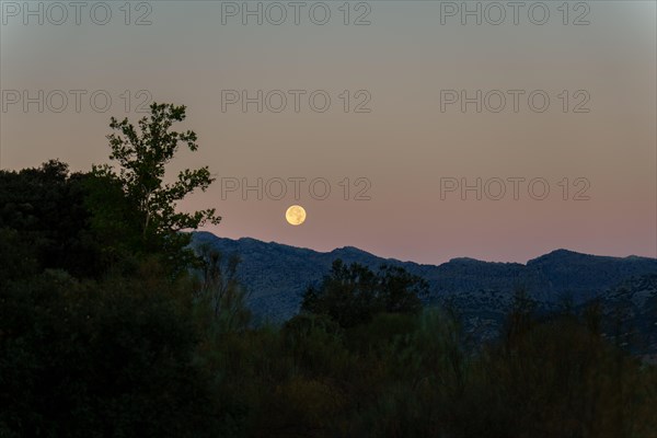 Full moon at dawn rising between the mountains in a pine forest
