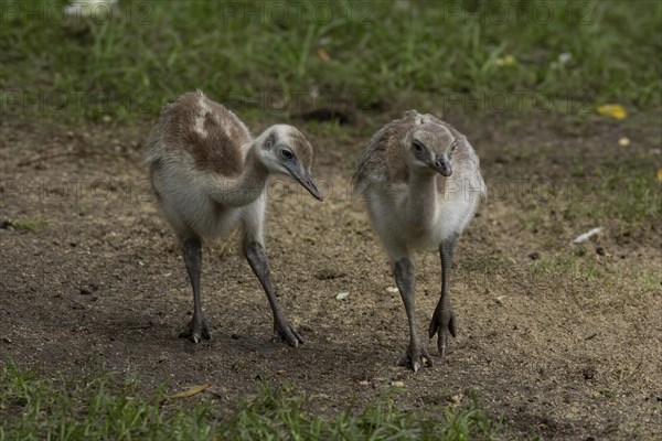 Greater rhea