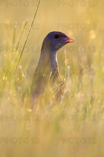 Corn crake