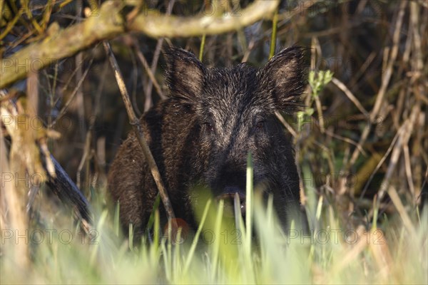 Wild boar