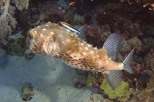 Spotbase burrfish