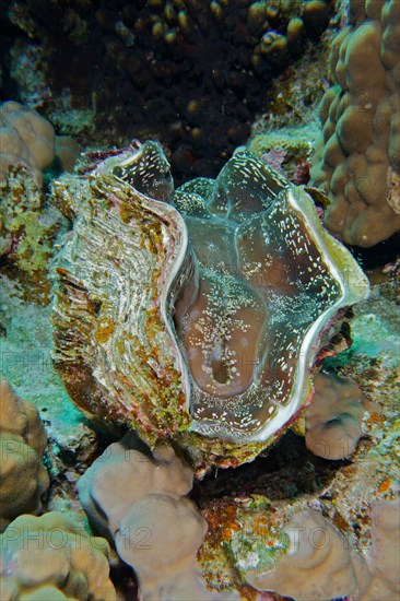 Maxima clam