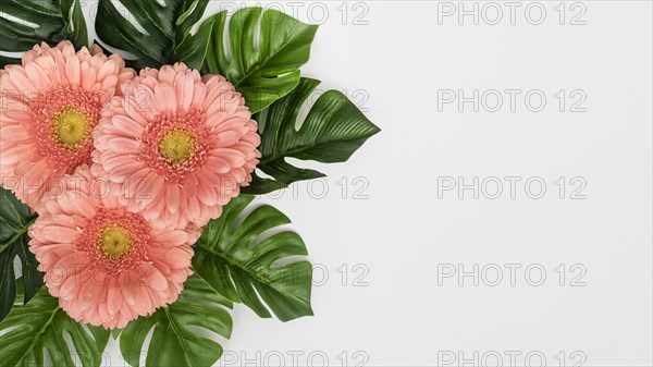 Monstera leaves with gerbera flowers