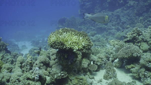 Bleached Hard Table Coral Acropora. Bleaching and death of corals from excessive seawater heating due to climate change and global warming. Decolored corals in Red Sea