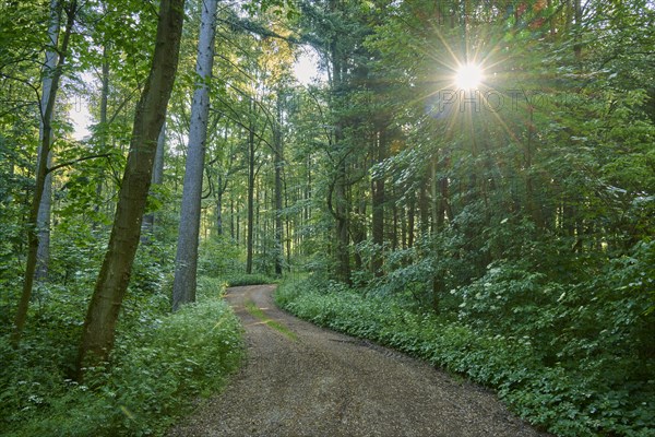 Forest path