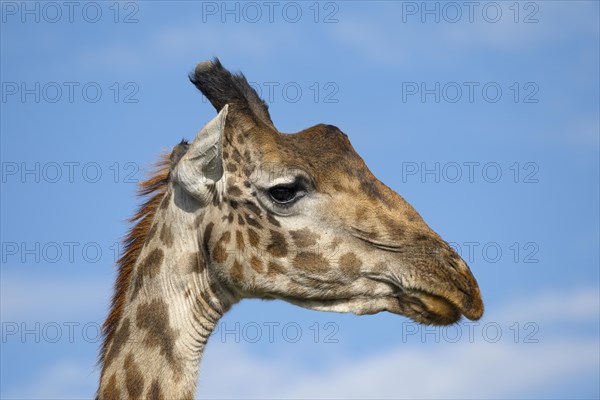 Masai giraffe