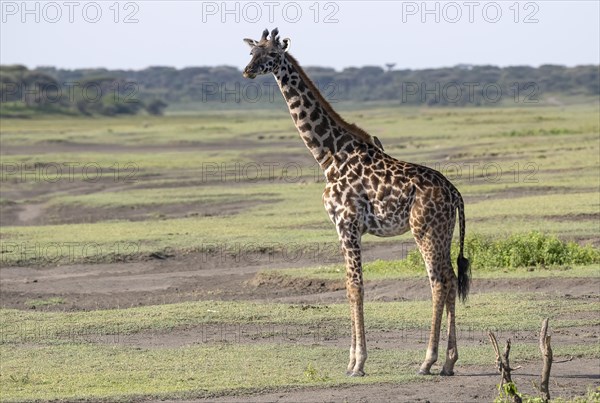 Masai giraffe