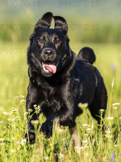 Labrador dog running on a green meadow