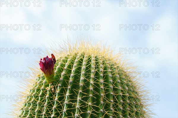 Close-up of a Neobuxbaumia Polylopha cactus with colorful flowers