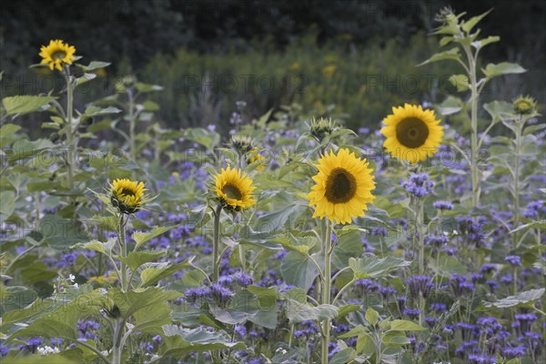 Sunflowers